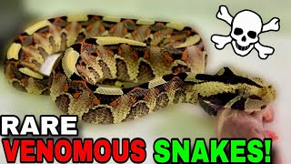 Feeding World’s MOST Venomous Snakes [upl. by Ardnaskela]