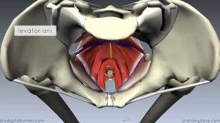 Fertilization in Humans  Conception  Embryology  18 [upl. by Blaseio93]