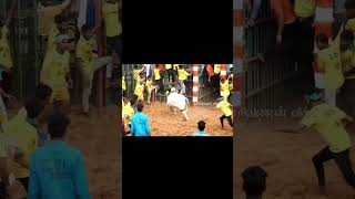 Alanganallur Jallikattu 2018  LIVE  Part 1 [upl. by Atsirhc]