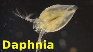 Daphnia [upl. by Yager]