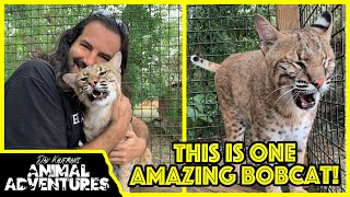 Meet the FRIENDLIEST BOBCAT in the world [upl. by Ainelec]