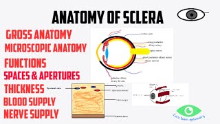 Removing Scleral LensPopOut Method [upl. by Ianteen]