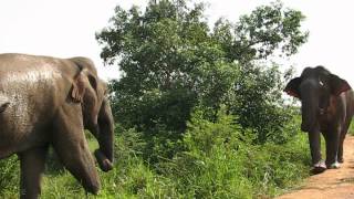 Udawalawe National Park Sri Lanka [upl. by Artenek]