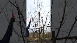 Pruning a plum treeSzilvafa metszése [upl. by Carolin]