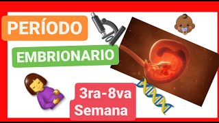 ✅ PERÍODO EMBRIONARIO  de la TERCERA a la OCTAVA SEMANA 📚 ORGANOGÉNESIS  EMBRIOLOGÍA HUMANA 2021 [upl. by Riggins]