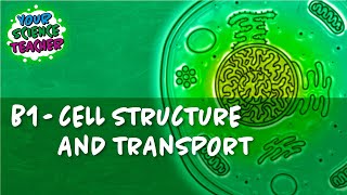 B1  WHOLE TOPIC GCSE CELL STRUCTURE AND TRANSPORT [upl. by Haelahk]