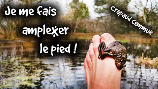 Ce Crapaud saccouple avec mon pied   FOCUS [upl. by Patrice]