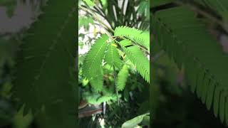 Mimosa pudica  The humble plant [upl. by Minny]