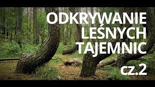 Lasy w Polsce — odc 2 — czyta K Czubówna [upl. by Eiramesor]