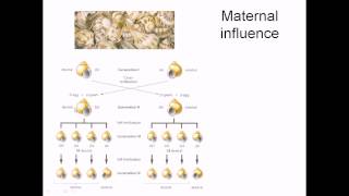 Maternal effect in gene expression [upl. by Mlehliw]