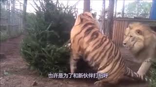 Siberian Tiger vs African Lion Fight Siberian Tiger is the Winner [upl. by Amoritta]