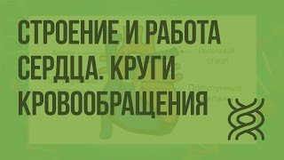 Строение и работа сердца Круги кровообращения Видеоурок по биологии 8 класс [upl. by Alarice503]