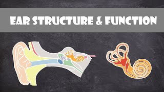 Pelvic Floor Part 1  The Pelvic Diaphragm  3D Anatomy Tutorial [upl. by Htiderem]