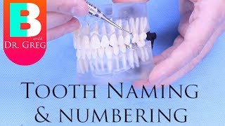 BRACES EXPLAINED Tooth Numbers amp Names [upl. by Berg22]