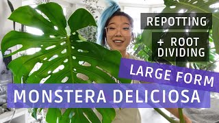 Monstera Deliciosa LARGE FORM Repotting amp Root Dividing [upl. by Hannahoj]