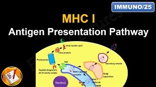 Antigen Processing and Presentation PART I MHC I Antigen Presentation pathway FLImmuno25 [upl. by Amsaj]