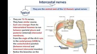 Intercostal Nerves and Vessels  Dr Ahmed farid [upl. by Eiramadnil]