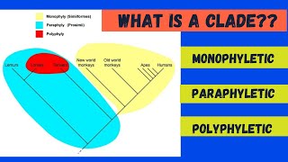 Monophyletic Paraphyletic and Polyphyletic [upl. by Eerdna]