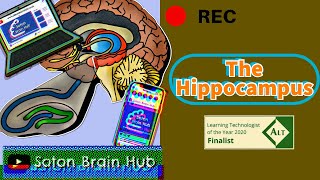 The Hippocampus [upl. by Uno936]