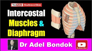 Intercostal Muscles and Diaphragm Dr Adel Bondok [upl. by Gerianne78]