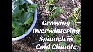 Growing Overwintering Spinach in Cold Climate [upl. by Ennovi]