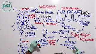 PARASITOLOGIA  Giardia Lamblia [upl. by Nyloc]