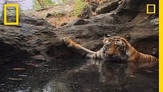 Tiger Eye Up Close and Personal  National Geographic [upl. by Wendye286]