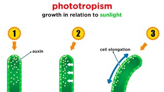 Mechanisms of Plant Growth [upl. by Mariano]