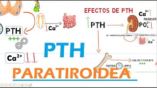 Hormona Paratiroidea PTH [upl. by Anailuj]