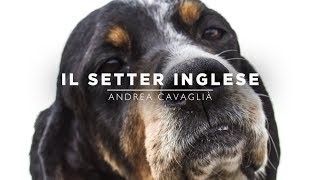 Setter Inglese  Cani da Montagna [upl. by Alletsirhc]