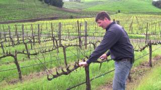 Vineyard Management  About Our Vines [upl. by Nedia]