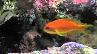 Lyretail Anthias Pseudanthias squamipinnis  LiveAquariacom [upl. by Anavas702]