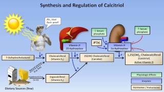 Calcium and Phosphate Metabolism [upl. by Barta646]