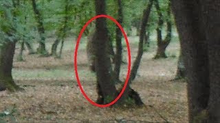 HoiaBaciu  The Worlds Most Haunted Forest Documentary [upl. by Dyol]