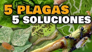 5 PLAGAS en las Plantas y sus INSECTICIDAS CASEROS  ELIMINA las Moscas Blancas Pulgones Orugas [upl. by Elreath]