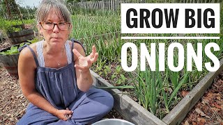 MY TOP 4 TIPS  Growing Big Onions [upl. by Chevalier756]