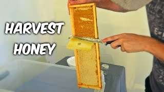 Harvest Honey  Part 1 [upl. by Kcirdot]