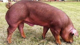 Duroc Pigs  WellMuscled Calm Temperament [upl. by Lonnard]