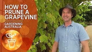 How to prune a grapevine [upl. by Garwood]