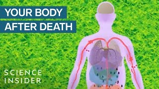 What Happens To Your Body After You Die [upl. by Refenej]