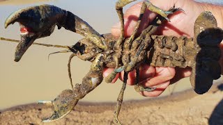 Amazing yabbying in a tiny dam with meat and string [upl. by Onailil]