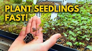 The BEST Way to Plant Plug Tray Seedlings [upl. by Kerrin]