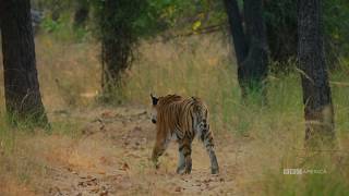 Tiger vs Peacock  Dynasties Saturday at 9pm  BBC America [upl. by Nyrac]