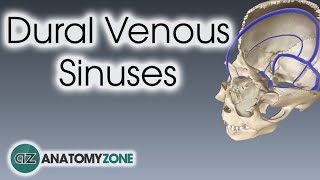 Dural Venous Sinuses  3D Anatomy Tutorial [upl. by Andriette677]