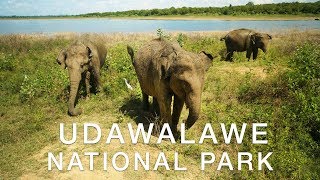 🇱🇰 UDAWALAWE NATIONAL PARK VLOG 🇱🇰  Travel better in Sri Lanka [upl. by Saretta712]