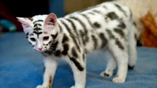 15 very expensive and rare cat breeds [upl. by Erma]