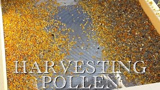 How to Harvest Honeybee Pollen [upl. by Attaynek201]