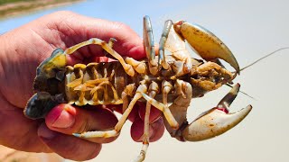 Catching YABBIES In The Wind [upl. by Litman]