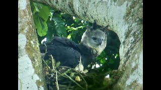 Rare Harpy Eagle Caught on Camera  Deadly 60  Series 2  BBC Earth [upl. by Pickar]