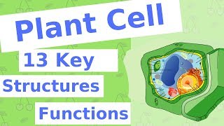 The Plant Cell  13 Key Structures [upl. by Lodi953]